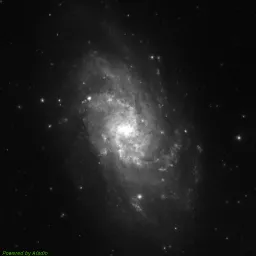 M33 — blue-filter image
