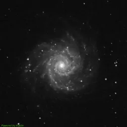 M74 — blue-filter image