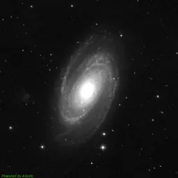 M81 — blue-filter image