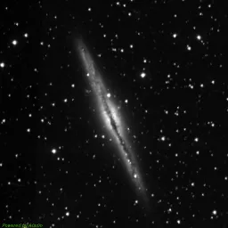 NGC0891 — blue-filter image
