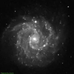 NGC3184 — blue-filter image